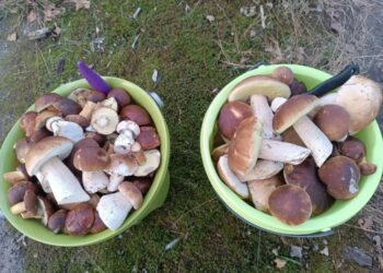 Wysyp prawdziwków w lubuskich lasach. Najlepsze miejsca