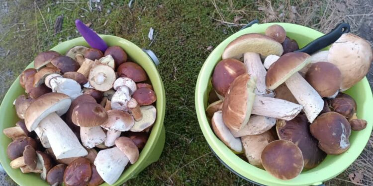 Wysyp prawdziwków w lubuskich lasach. Najlepsze miejsca