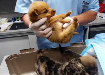 Anakonda Fundacja Obrony Praw Zwierząt