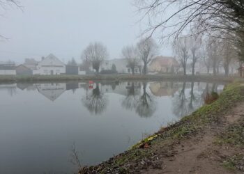 Karpie w stawie w Wawrowie