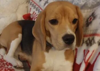 Jak pomóc zwierzętom przetrwać Sylwestra