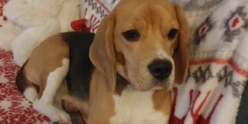 Jak pomóc zwierzętom przetrwać Sylwestra