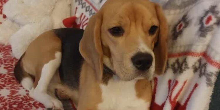 Jak pomóc zwierzętom przetrwać Sylwestra