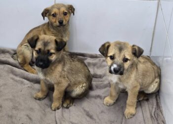 Stowarzyszenie Pomocy Zwierzętom "Azyl" - Schronisko Azorki Gorzów Wlkp. / www.facebook.com