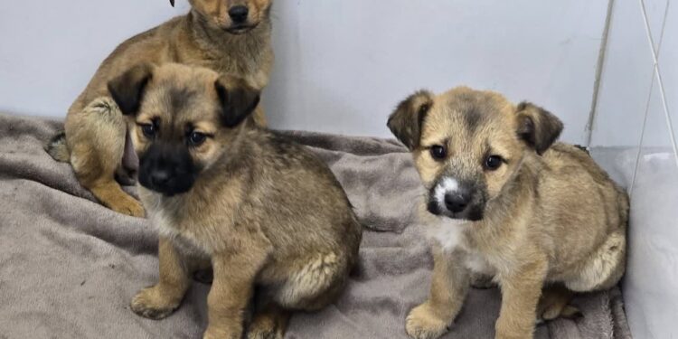 Stowarzyszenie Pomocy Zwierzętom "Azyl" - Schronisko Azorki Gorzów Wlkp. / www.facebook.com