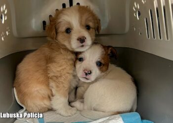 Nielegalny handel psami w Słubicach. Trzy osoby z zarzutami