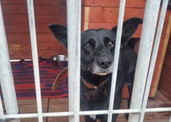 Stowarzyszenie Pomocy Zwierzętom "Azyl" - Schronisko Azorki Gorzów Wlkp.