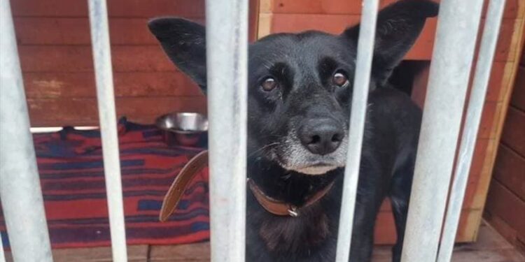 Stowarzyszenie Pomocy Zwierzętom "Azyl" - Schronisko Azorki Gorzów Wlkp.