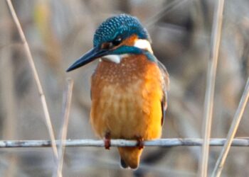 Zimowe Ptakoliczenie w PN „Ujście Warty”
