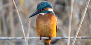 Zimowe Ptakoliczenie w PN „Ujście Warty”