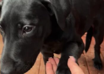 Stowarzyszenie Pomocy Zwierzętom Azyl - Schronisko "Azorki" Gorzów Wielkopolski / skrin / www.facebook.com