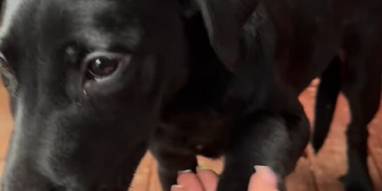 Stowarzyszenie Pomocy Zwierzętom Azyl - Schronisko "Azorki" Gorzów Wielkopolski / skrin / www.facebook.com