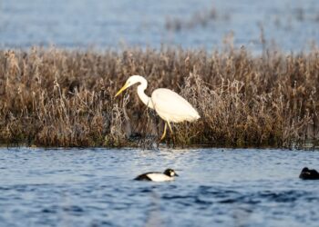 Ponad 7 mln zł na rewitalizację siedlisk i ochronę ichtiofauny w PN „Ujście Warty”
