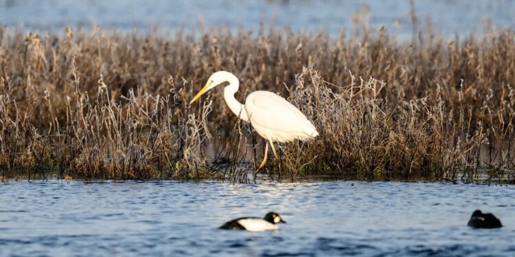 Ponad 7 mln zł na rewitalizację siedlisk i ochronę ichtiofauny w PN „Ujście Warty”
