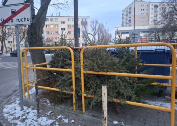 Inneko od rana zabiera choinki