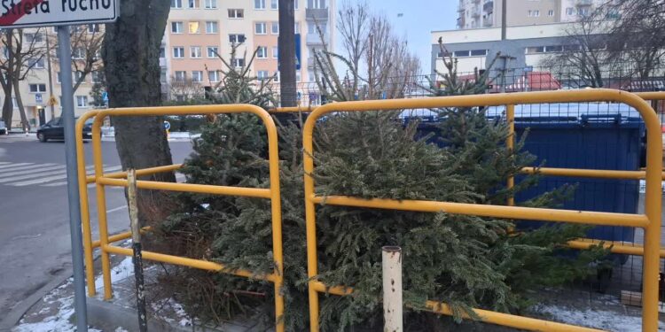 Inneko od rana zabiera choinki