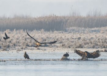 Park Narodowy "Ujście Warty" / www.facebook.com