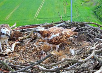 Rośnie liczba miejsc ochrony strefowej rzadkich i ginących gatunków ptaków