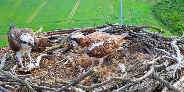 Rośnie liczba miejsc ochrony strefowej rzadkich i ginących gatunków ptaków