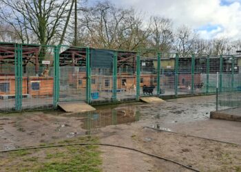 Walentynki w schronisku w Gorzowie. Będzie się działo!