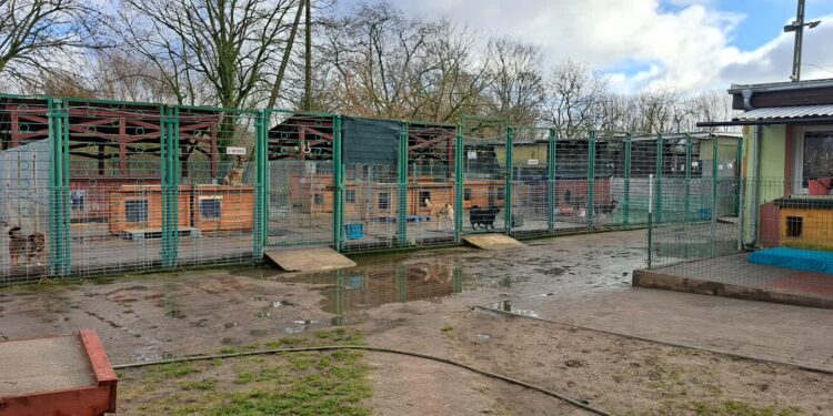 Walentynki w schronisku w Gorzowie. Będzie się działo!