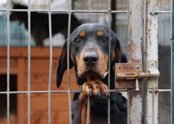 Stowarzyszenie Pomocy Zwierzętom "Azyl" - Schronisko Azorki Gorzów Wlkp. / www.facebook.com