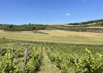Biblioteka zaprasza na wykład o tradycjach winiarskich Gorzowa i okolic