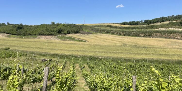 Biblioteka zaprasza na wykład o tradycjach winiarskich Gorzowa i okolic