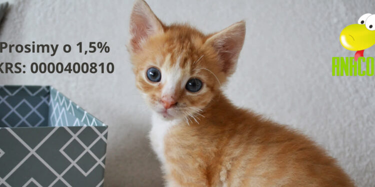 Pomagaj lokalnie: 1,5% podatku zostaw w Gorzowie! FOPZ Anaconda