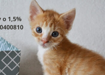 Pomagaj lokalnie: 1,5% podatku zostaw w Gorzowie!  FOPZ Anaconda