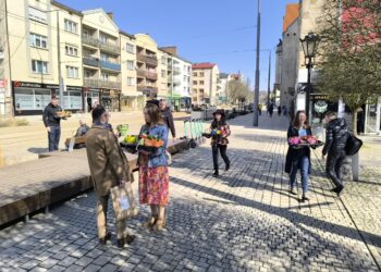 Wiosenne prymulki dla gorzowian