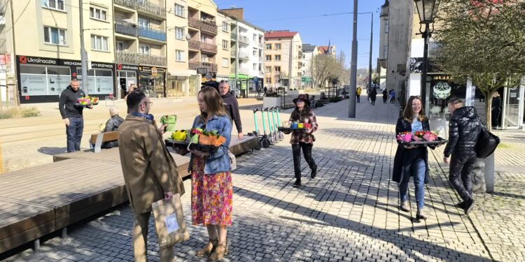 Wiosenne prymulki dla gorzowian