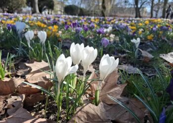 Tysiące krokusów rozkwitło w centrum Gorzowa