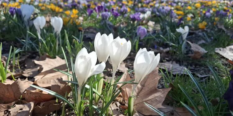 Tysiące krokusów rozkwitło w centrum Gorzowa