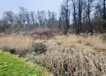 GIM szuka wykonawcy Parku Czechówek