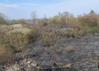 Płoną trawy na dawnym poligonie