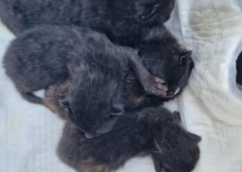 Pięć kotów w śmietniku. Potrzebna pomoc