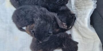 Pięć kotów w śmietniku. Potrzebna pomoc