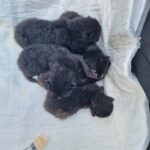 fot. Stowarzyszenie Pomocy Zwierzętom "Azyl"