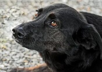 Anaconda potrzebuje wsparcia