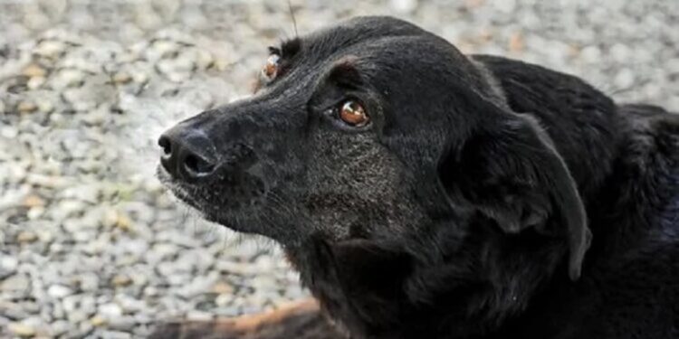 Anaconda potrzebuje wsparcia