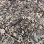 Fot. słuchacz Radia Gorzów