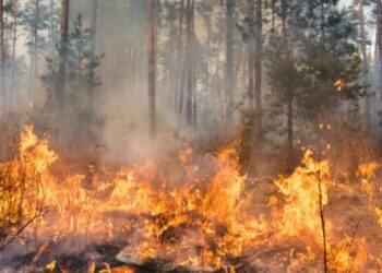 Najwyższy stopień zagrożenia pożarowego w lubuskich lasach