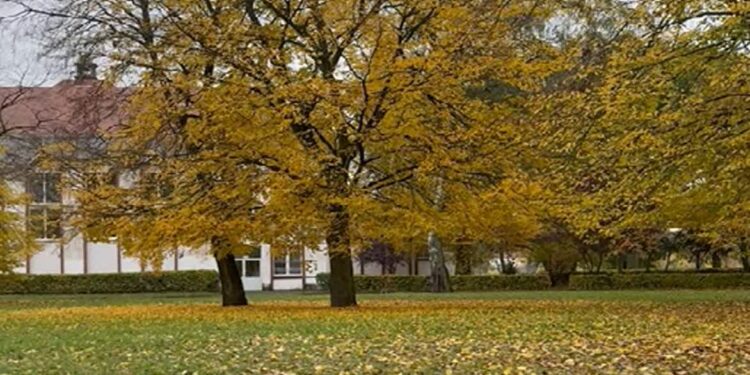 Gorzowskie Inwestycje Miejskie / www.facebook.com