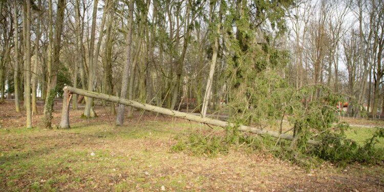 zdjęcie ilustracyjne