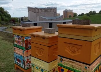 Pierwsze miodobranie za nami