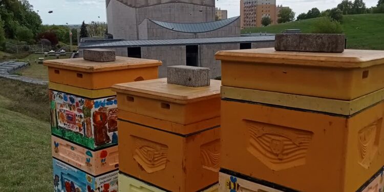 Pierwsze miodobranie za nami