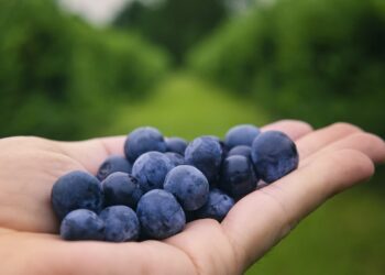 Nie jedz jagód z krzaka. Bąblowica atakuje