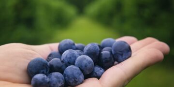 Nie jedz jagód z krzaka. Bąblowica atakuje