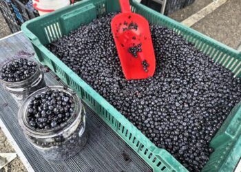 Jagód nie brakuje. Starczy na jagodzianki i pierogi